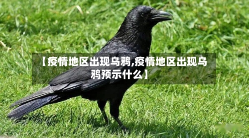 【疫情地区出现乌鸦,疫情地区出现乌鸦预示什么】-第3张图片